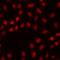 SRY-Box 14 antibody, orb412568, Biorbyt, Immunofluorescence image 
