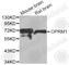 Opioid Receptor Mu 1 antibody, A7264, ABclonal Technology, Western Blot image 