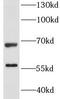 Lipolysis-stimulated lipoprotein receptor antibody, FNab04880, FineTest, Western Blot image 
