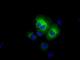 Aldehyde Dehydrogenase 3 Family Member A1 antibody, NBP2-02483, Novus Biologicals, Immunofluorescence image 