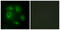 Deleted in lung and esophageal cancer protein 1 antibody, GTX87820, GeneTex, Immunofluorescence image 