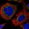 Major Histocompatibility Complex, Class I, E antibody, HPA031454, Atlas Antibodies, Immunocytochemistry image 