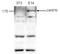 Lysine-specific demethylase 5B antibody, TA347230, Origene, Western Blot image 