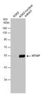 WT1 Associated Protein antibody, GTX102708, GeneTex, Western Blot image 