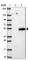 Family With Sequence Similarity 185 Member A antibody, HPA020470, Atlas Antibodies, Western Blot image 