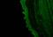 Wnt Family Member 5A antibody, NBP2-24752, Novus Biologicals, Immunohistochemistry frozen image 
