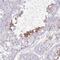 NBPF Member 3 antibody, NBP2-46699, Novus Biologicals, Immunohistochemistry frozen image 