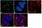 Phosphodiesterase 4B antibody, 40-1400, Invitrogen Antibodies, Immunofluorescence image 