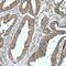 Lipase A, Lysosomal Acid Type antibody, FNab04793, FineTest, Immunohistochemistry frozen image 