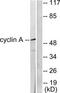 Cyclin A1 antibody, TA312121, Origene, Western Blot image 