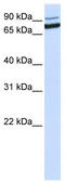 XPA Binding Protein 2 antibody, TA339736, Origene, Western Blot image 