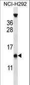 Pyrin Domain Containing 1 antibody, LS-C158773, Lifespan Biosciences, Western Blot image 