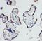 Hydroxysteroid 17-Beta Dehydrogenase 1 antibody, LS-C343892, Lifespan Biosciences, Immunohistochemistry frozen image 