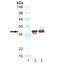 Synaptophysin antibody, LS-C343676, Lifespan Biosciences, Western Blot image 