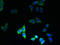 Solute Carrier Family 66 Member 3 antibody, LS-C379043, Lifespan Biosciences, Immunofluorescence image 