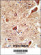 Coronin 7 antibody, 55-402, ProSci, Immunohistochemistry frozen image 