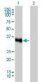 Cone-Rod Homeobox antibody, H00001406-M02, Novus Biologicals, Western Blot image 