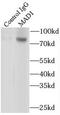 Mitotic spindle assembly checkpoint protein MAD1 antibody, FNab04922, FineTest, Immunoprecipitation image 