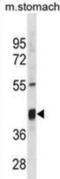 Thioredoxin Interacting Protein antibody, abx031399, Abbexa, Western Blot image 