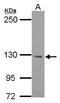 BTB Domain Containing 7 antibody, GTX122545, GeneTex, Western Blot image 