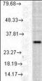 Heme Oxygenase 1 antibody, orb137431, Biorbyt, Western Blot image 