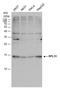 60S ribosomal protein L31 antibody, GTX129792, GeneTex, Western Blot image 