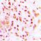 Histone Cluster 4 H4 antibody, orb256601, Biorbyt, Immunohistochemistry paraffin image 