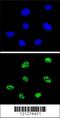 Tumor Protein P73 antibody, 63-688, ProSci, Immunofluorescence image 