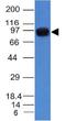 Uveal Autoantigen With Coiled-Coil Domains And Ankyrin Repeats antibody, orb388572, Biorbyt, Western Blot image 