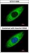 Ribosomal Protein S3A antibody, LS-C155324, Lifespan Biosciences, Immunofluorescence image 