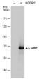 Probable E3 ubiquitin-protein ligase TRIM8 antibody, PA5-31428, Invitrogen Antibodies, Western Blot image 