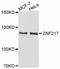 Zinc Finger Protein 217 antibody, A11812, ABclonal Technology, Western Blot image 