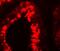 Y-Box Binding Protein 2 antibody, NBP1-76283, Novus Biologicals, Immunocytochemistry image 