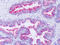 G Protein-Coupled Receptor 63 antibody, TA340969, Origene, Immunohistochemistry frozen image 