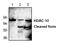 Histone deacetylase 10 antibody, AP00279PU-N, Origene, Western Blot image 