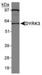 Dual Specificity Tyrosine Phosphorylation Regulated Kinase 3 antibody, PA5-72928, Invitrogen Antibodies, Western Blot image 