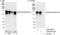 SF3b155 antibody, A300-997A, Bethyl Labs, Western Blot image 