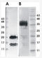 hGDNF antibody, AM33443PU-N, Origene, Western Blot image 