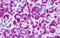 Metabotropic glutamate receptor 4 antibody, GTX78079, GeneTex, Immunohistochemistry paraffin image 