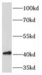 Platelet Derived Growth Factor Receptor Like antibody, FNab06267, FineTest, Western Blot image 