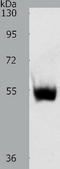Solute Carrier Family 30 Member 6 antibody, TA322299, Origene, Western Blot image 