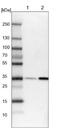 Regulation of nuclear pre-mRNA domain-containing protein 1A antibody, NBP1-87917, Novus Biologicals, Western Blot image 
