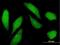 NSFL1 Cofactor antibody, H00055968-B01P, Novus Biologicals, Immunofluorescence image 