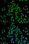 USO1 Vesicle Transport Factor antibody, 18-816, ProSci, Immunofluorescence image 