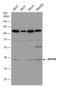 Ribonuclease P/MRP Subunit P40 antibody, GTX115483, GeneTex, Western Blot image 