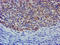 Coiled-Coil-Helix-Coiled-Coil-Helix Domain Containing 5 antibody, LS-C172609, Lifespan Biosciences, Immunohistochemistry frozen image 