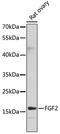 Fibroblast Growth Factor 2 antibody, 13-095, ProSci, Western Blot image 