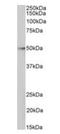 Histone Deacetylase 3 antibody, orb316840, Biorbyt, Western Blot image 