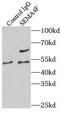 Ssemaphorin 4F antibody, FNab07710, FineTest, Immunoprecipitation image 