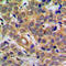 p65 antibody, LS-C352781, Lifespan Biosciences, Immunohistochemistry paraffin image 